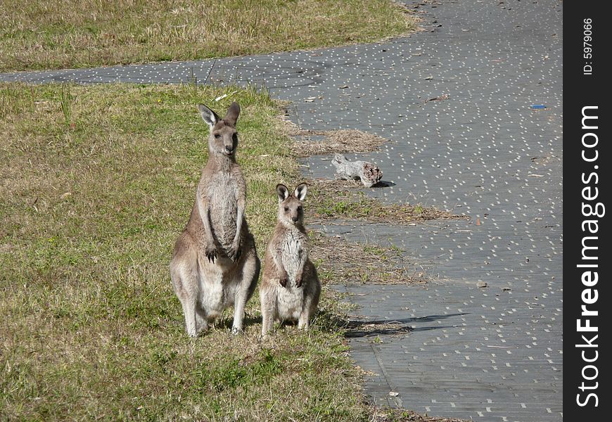 These are a mother Kangaroo with her young 'Joey'. When the baby is born,they crawl around to her pouch below her belly and suckle milk there until quite big. Feet and legs are seen hanging out of the pouch as they grow. They stay with the parents in a family group even after others are born. The father was over the back of the paddock keeping a watchful eye on them while eating grass. He is quite a lot larger than the female. These are a mother Kangaroo with her young 'Joey'. When the baby is born,they crawl around to her pouch below her belly and suckle milk there until quite big. Feet and legs are seen hanging out of the pouch as they grow. They stay with the parents in a family group even after others are born. The father was over the back of the paddock keeping a watchful eye on them while eating grass. He is quite a lot larger than the female.