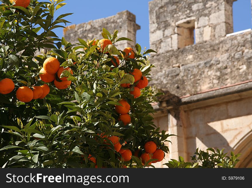 Orange tree in cloister in spain