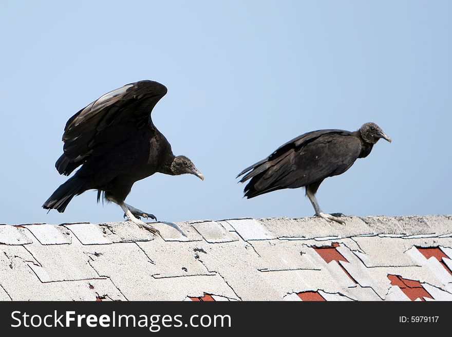 Turkey Vultures Perched on a Rooftop