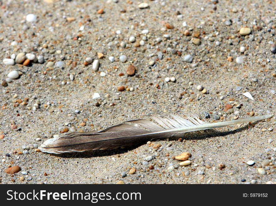 Feather On Beach