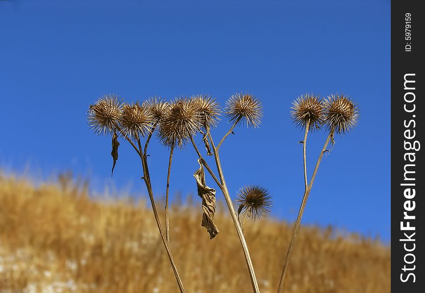 Dry thistles