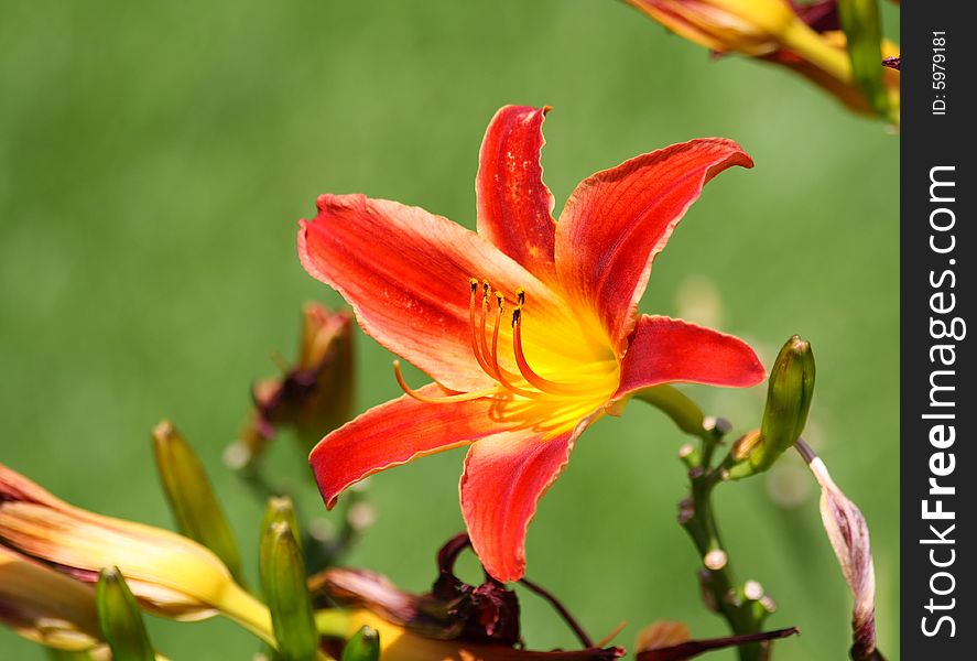 Close up of the red and yellow colored lily