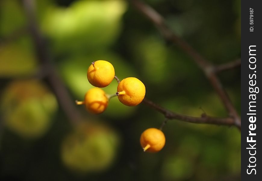 Yellow wild berries on a background from leaves