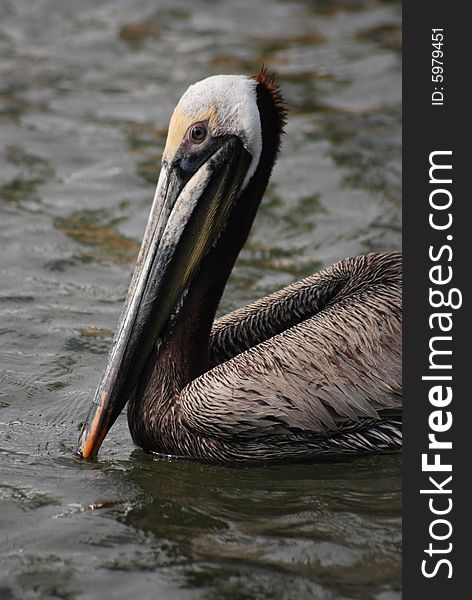 Pelican in Jupiter Inlet Florida