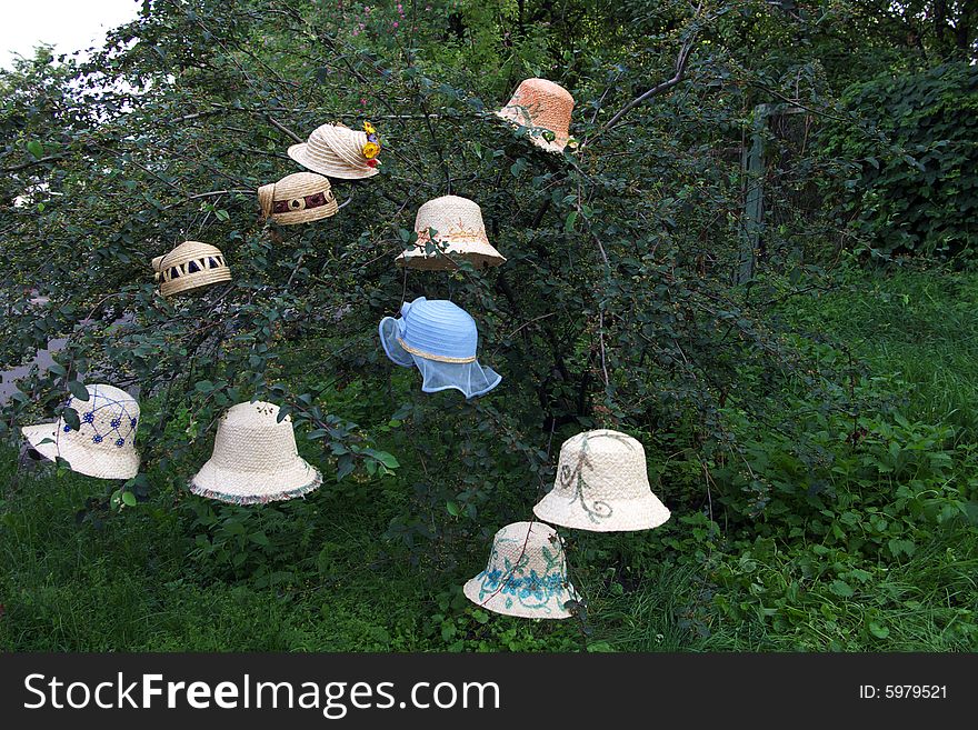Hats hanging on a bush. Hats hanging on a bush