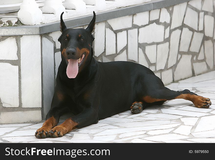 Beautiful black doberman in backyard