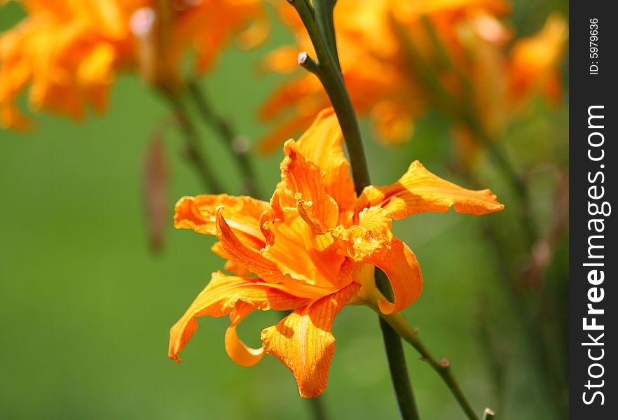 Close up of the red, orange and yellow colored lily. Close up of the red, orange and yellow colored lily