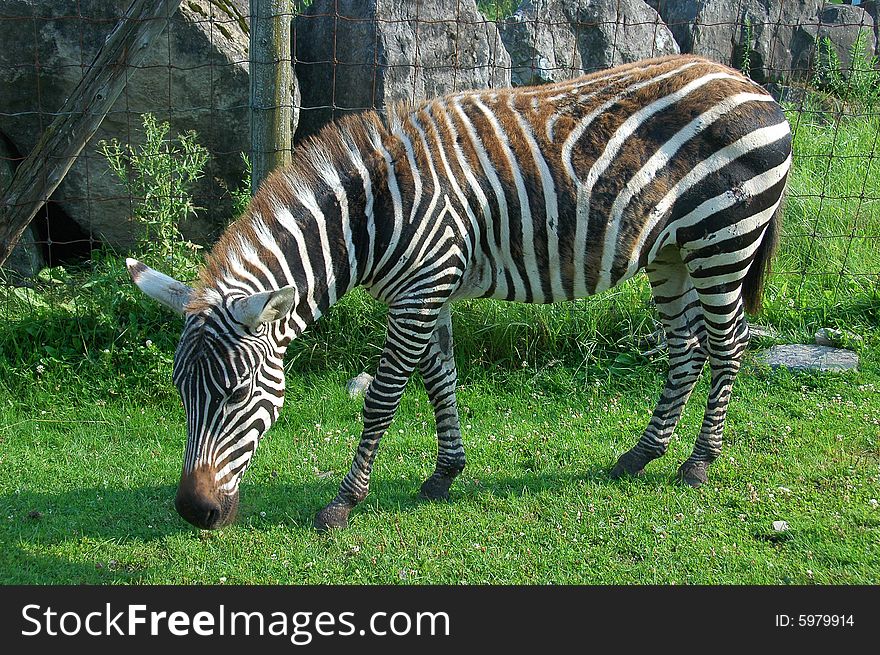 Zebra grazing in Safari Park
