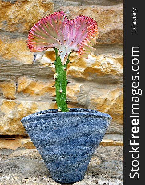 Blossoming Cactus In A Pot