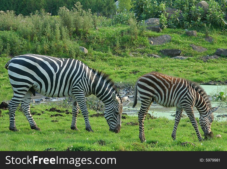 Pair of zebras in the wild