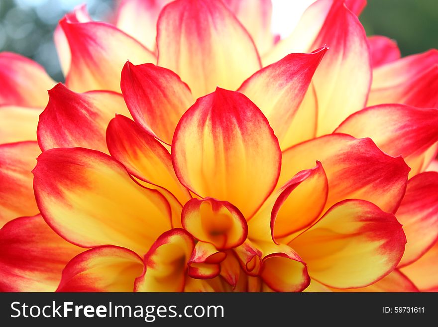 Dahlia Red And Yellow Close Up Dahlias Flower