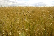Yellow Field Of Rye Stock Photo Yellow Field Of Rye Stock Photo