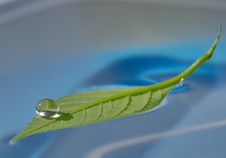 Water Drop On Green Leaf Royalty Free Stock Images Water Drop On Green Leaf Royalty Free Stock Images