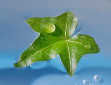 Water Drop On Green Leaf Royalty Free Stock Photography Water Drop On Green Leaf Royalty Free Stock Photography