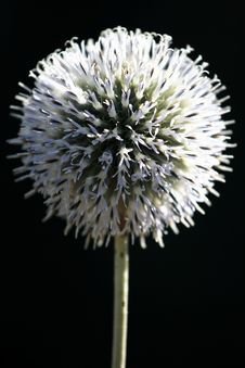 Free Thistle Royalty Free Stock Image - 5981956