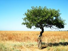 Lonely Tree On A Field Royalty Free Stock Photos