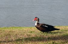 Muscovy Duck Stock Photography