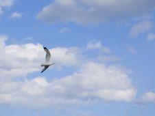 Gull Into Blue Sky Stock Image