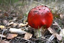 Amanita Muscaria Stock Images Amanita Muscaria Stock Images