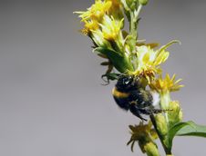 Bumblebee On Flower Stock Image