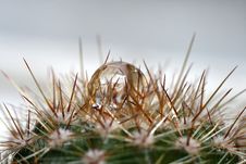 Water Drop On Cactus Stock Photo Water Drop On Cactus Stock Photo