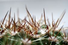 Water Drop On Cactus Royalty Free Stock Photos Water Drop On Cactus Royalty Free Stock Photos