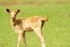 Baby Deer Stock Image Baby Deer Stock Image