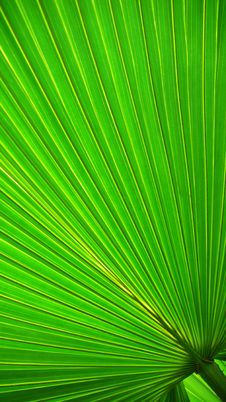 Palm Leaf Stock Image Palm Leaf Stock Image