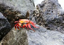 Sally Lightfoot Crab Stock Photography