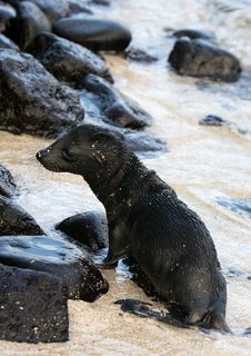 Baby Sea Lion Stock Images