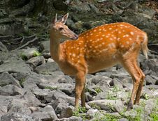 Sika Deer 4 Stock Photography Sika Deer 4 Stock Photography