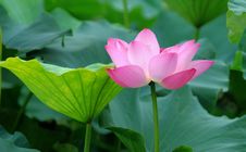 Beautiful Lotuses Stock Images Beautiful Lotuses Stock Images