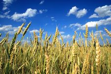 Wheat Stock Photos Wheat Stock Photos