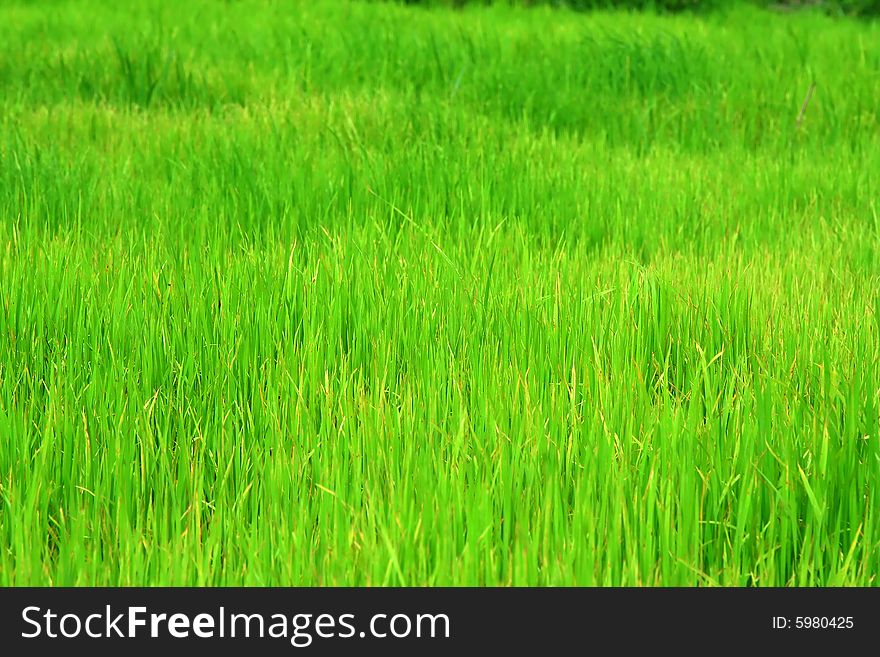 Green Young rice on field