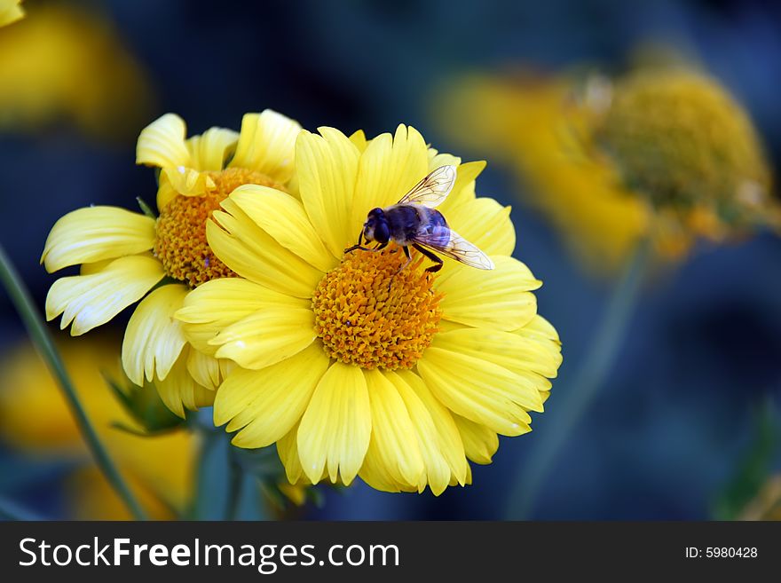 Bee gathering nectar and pollen from the yellow flower. Bee gathering nectar and pollen from the yellow flower