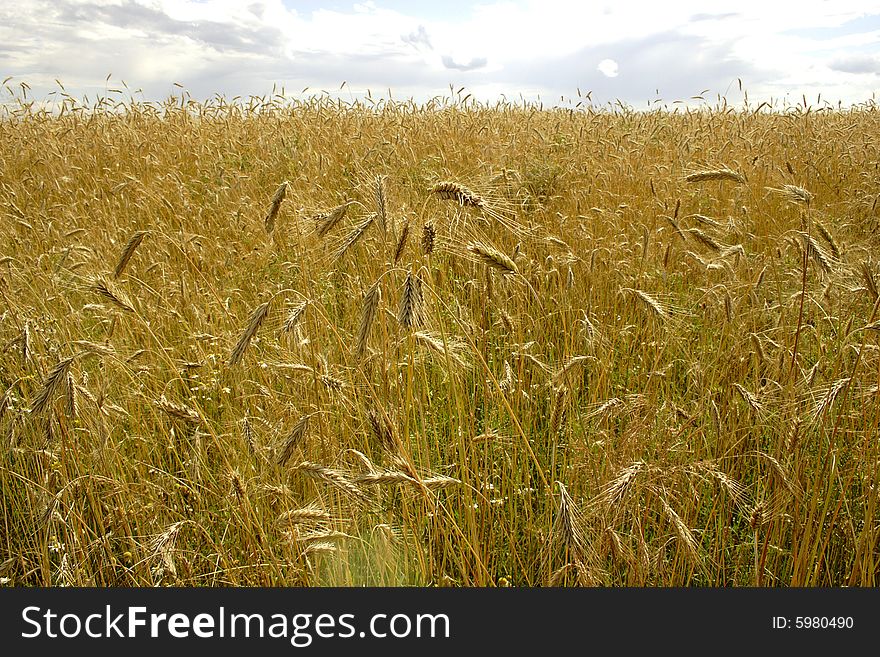 Yellow ears of rye in the field. Yellow ears of rye in the field