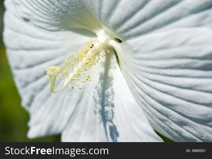 Hibiscus flower captured on a sunny day. Hibiscus flower captured on a sunny day.