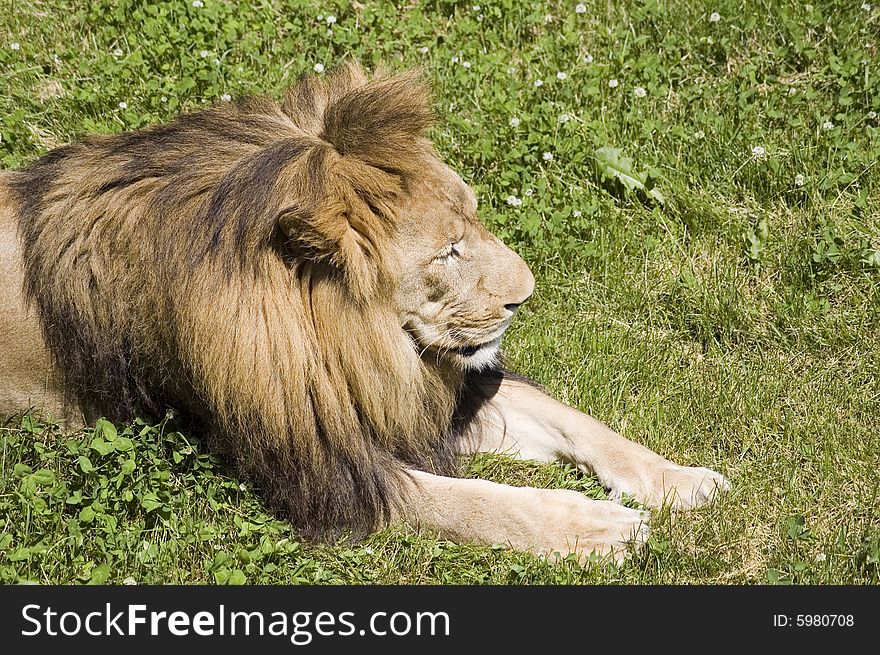 Close-up view of a lion sleeping in the grass