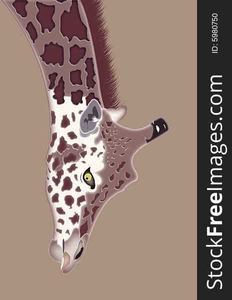 Illustration of giraffe's head on brown background.