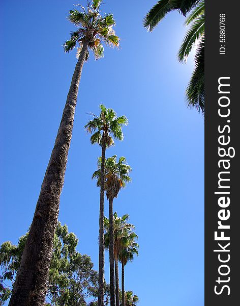 A â€œwormâ€™s eye viewâ€ of tropical palms in Adelaide Australia. A â€œwormâ€™s eye viewâ€ of tropical palms in Adelaide Australia.