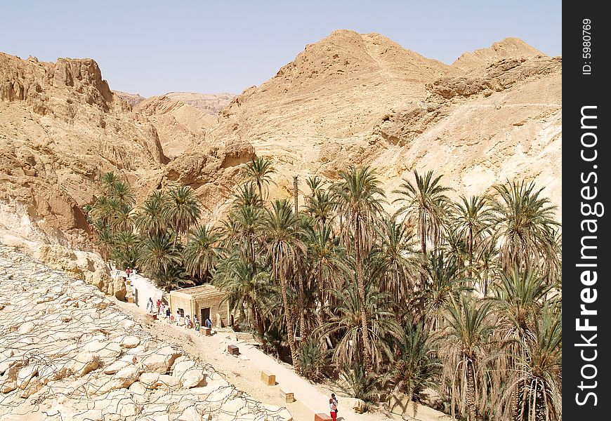 Palm tree oasis Africa,Tunisia