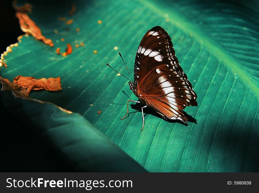 Gray butterfly on big leaf with black background