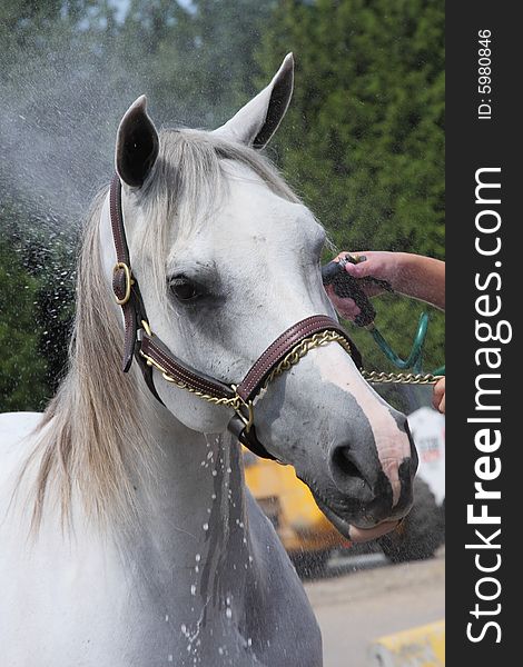 Washing the horse