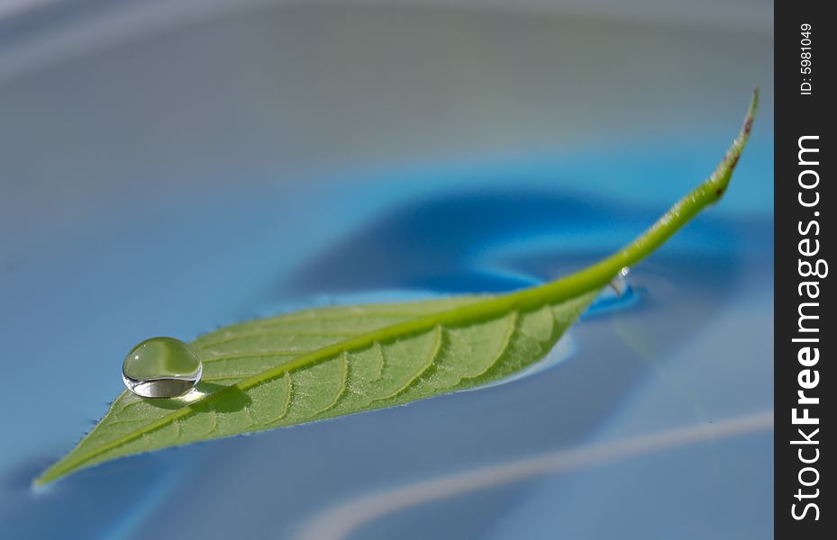 Water drop on green floating leaf. Water drop on green floating leaf