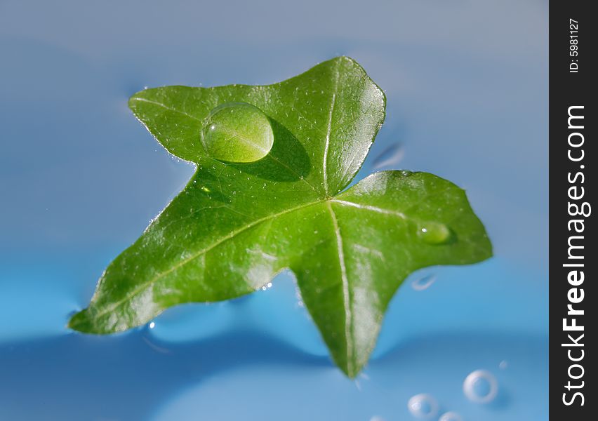 Water drop on green floating leaf. Water drop on green floating leaf