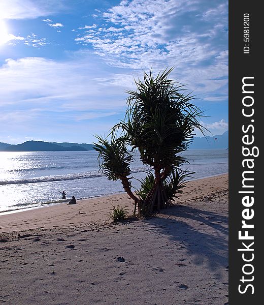 Evening scenery of Bushy Trees at Langkawi Island Beach. Evening scenery of Bushy Trees at Langkawi Island Beach