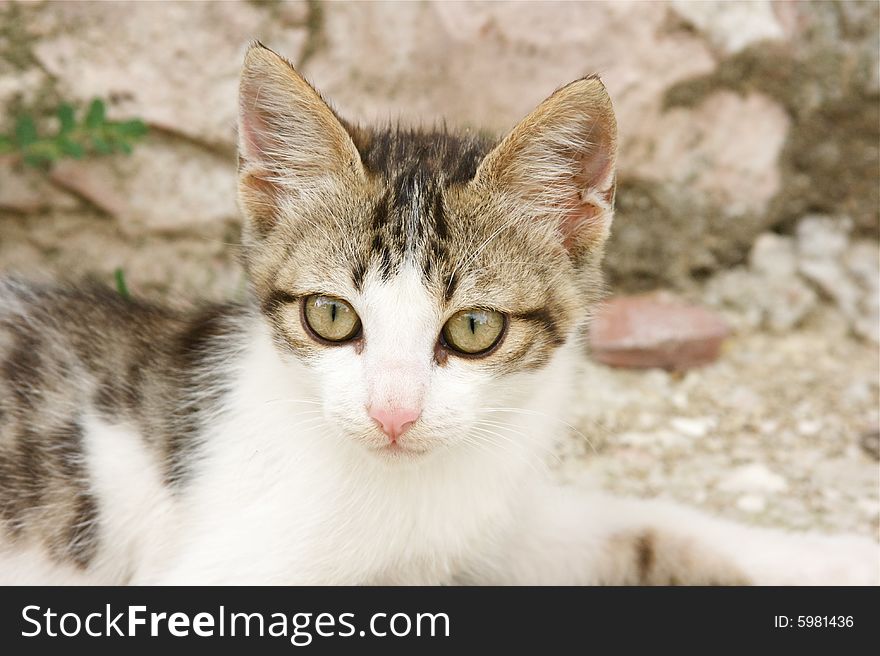 Portrait of sweet european kitty