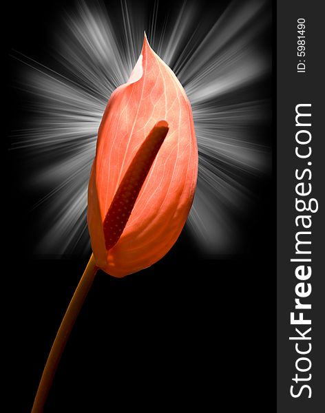 Flamingo lily captured against black background with lighting effect. Flamingo lily captured against black background with lighting effect.