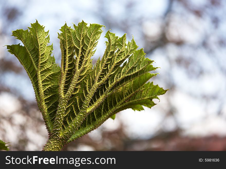 Photograph of the unusual leaves of the plant