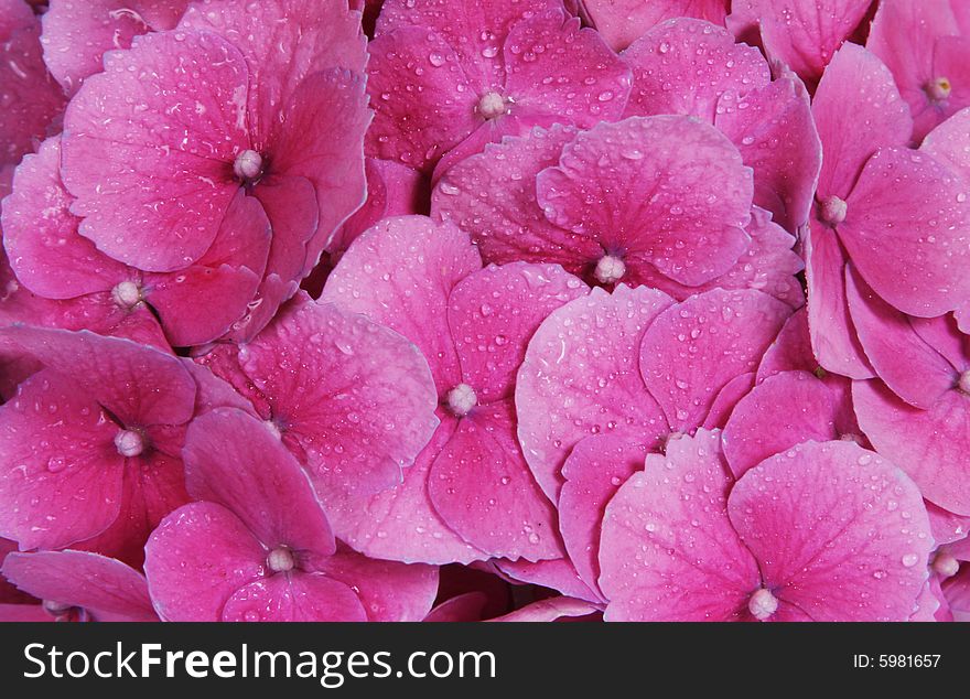 Pink flower background whit watter drops